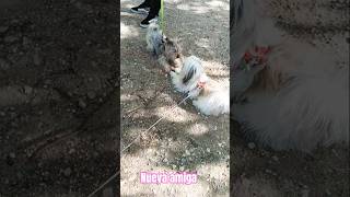 Nueva amiga Nino#shorts#viral