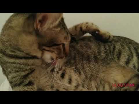 Empus saat nya tidur siang 😍😍