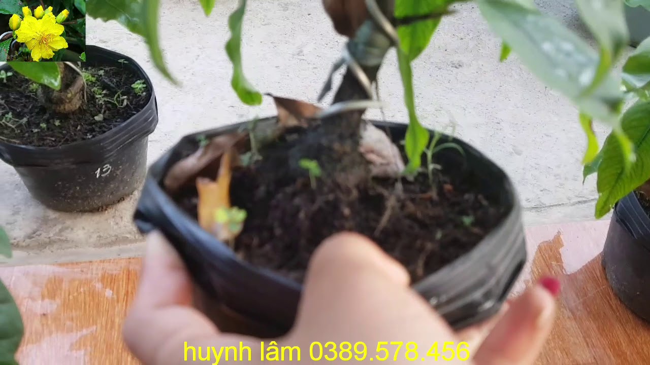 (đã hết)🤗Đai lôc min quan rê😊250k hai cây🥰mai xoan giông=70k/cây/🤗0389. ...