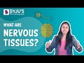 Nervous System Insights: Exploring Neurons and Glial Cells