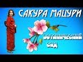 Санкт-Петербург Ботанический сад Фестиваль Сакура Мацури