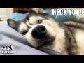Grumpy Husky Has CUTEST Temper Tantrum in Beanbag Bed!