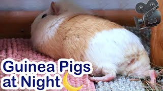 What My Guinea Pigs Are Up To At Night