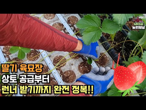 딸기 육묘장 상토 공급부터 런너 받기까지 완전 정복!!! - YouTube