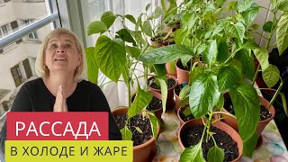 КАК РАСТЕТ РАССАДА В ЭКСТРЕМАЛЬНЫХ УСЛОВИЯХ.🆘Холод или жара-ЧТО ЛУЧШЕ?🤷‍♀️