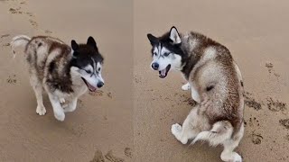 Old Husky Loves This Place So Much He Just Wants To Play!