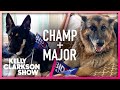 First Dogs Champ and Major Say Hello To Kelly