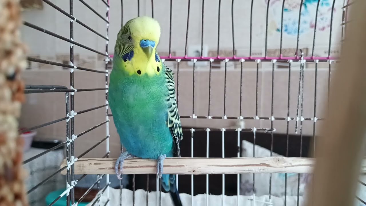 KESİN MUTLU OLACAK! | Muhabbet Kuşu İçin En Sevilen Sesler | Alıştırma ve Keyif Sesi 🐦🎶