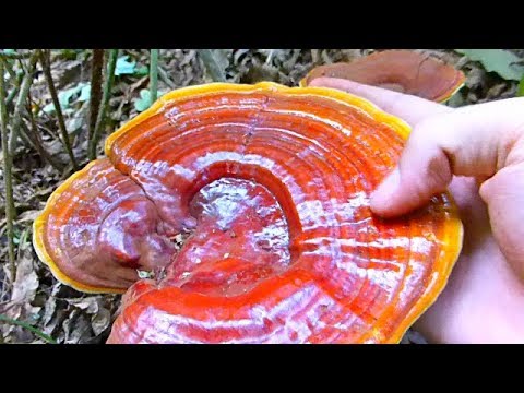 Video: Reishi Gljiva - Svojstva, Upotreba Tinkture, Pregledi