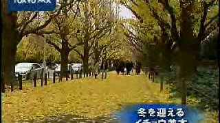 冬を迎えるイチョウ並木