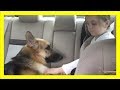 保護施設から引き取ったシェパード犬が突然7歳の娘の近くで狂ったように暴れ始めた!