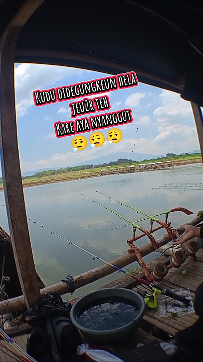 Kudu didegungkeun hela jeu2r teh karek aya nyanggut #mancing #mancingikan #mancingliar @
