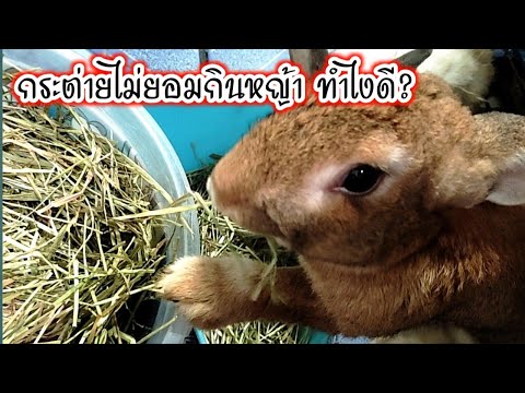กระต่ายไม่ยอมกินหญ้า มีวิธีช่วยได้