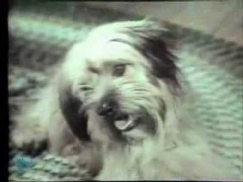 1970-chuck-wagon-dog-food-commercial