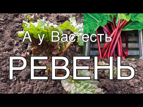 Video: Рубарб жалбырактары үйүлгөн компост: ревень жалбырактарын компосттоо боюнча кеңештер