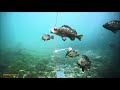 堤防からの水中撮影　キビナゴで釣りをしてみた　20200703