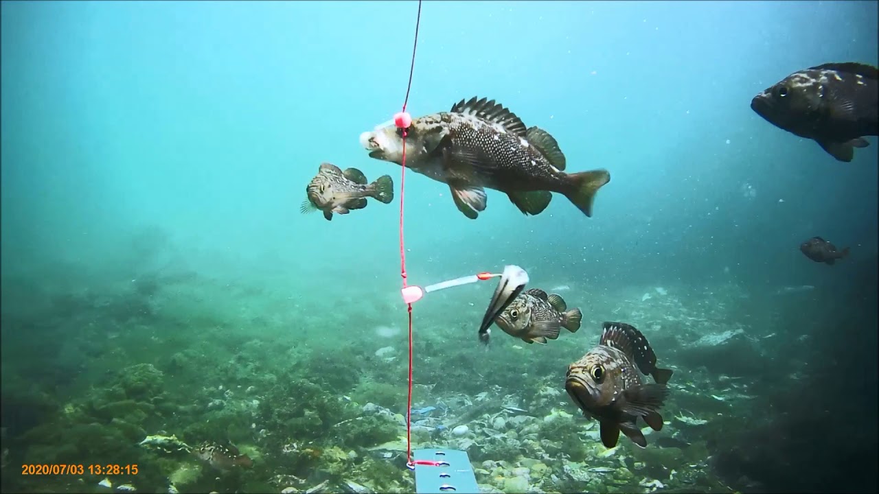 堤防からの水中撮影 キビナゴで釣りをしてみた 0703 Youtube