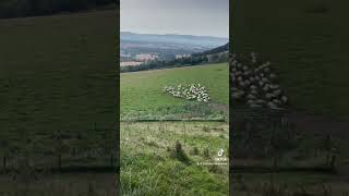 Amazing sheepdog