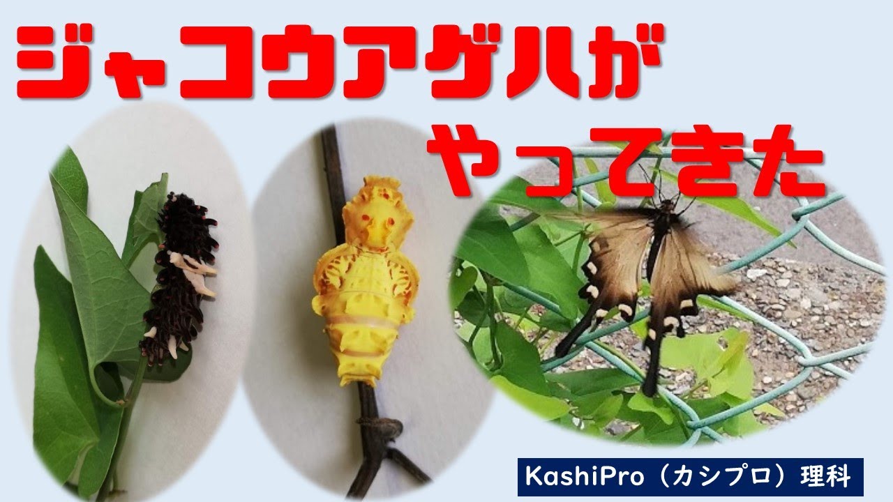 理科動画 Kashipro