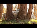 Cutting Abandoned Car Out Of A Tree After 40 Years | 1968 SAAB 96 | RESTORED