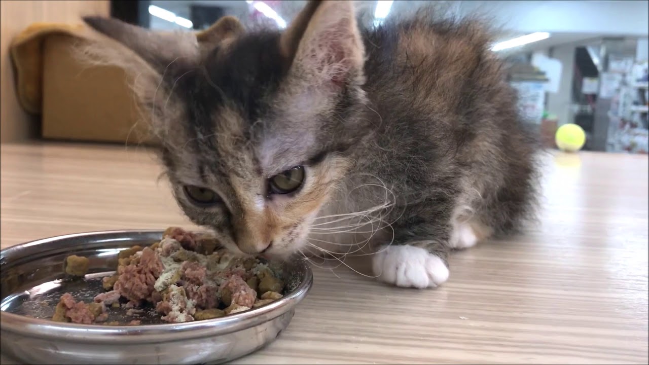 スクーカム 】超希少!短足カールのレア猫ちゃん!為になる食育情報も