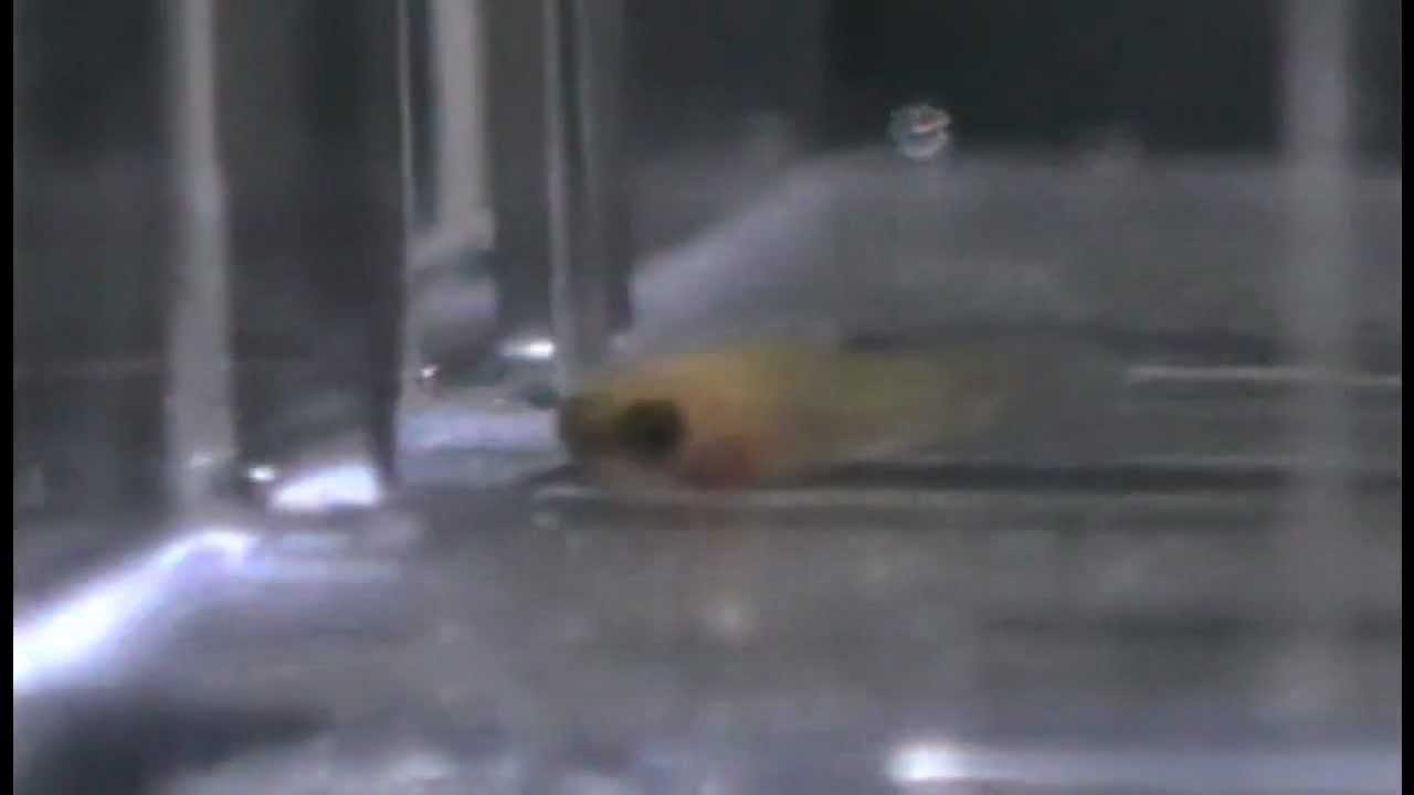 Newborn Fry Only Minutes Old- Baby Platy Fish - YouTube