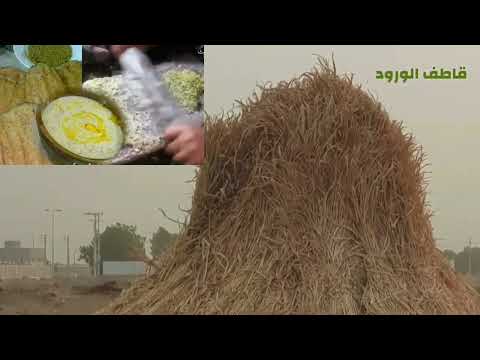 صالح خيري عرضه جيزانية 