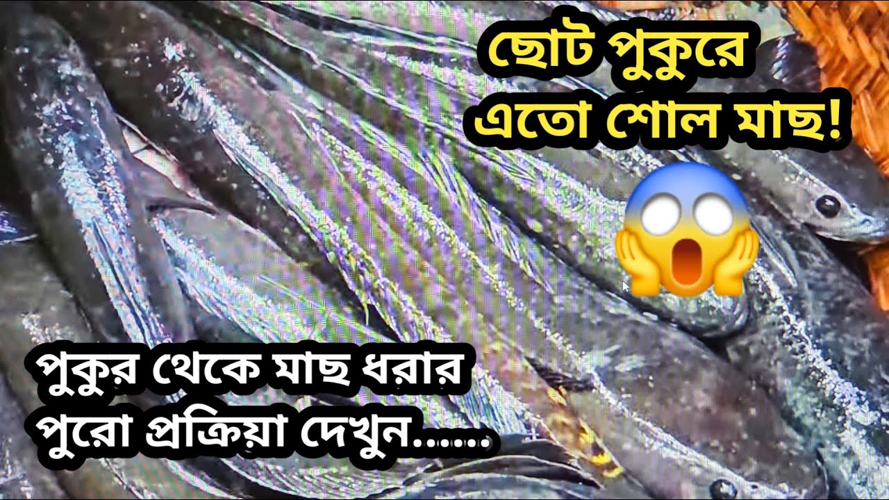 গ্রামের ছোট পুকুরে এতো শোল মাছ! | Traditional Village Pond Fishing