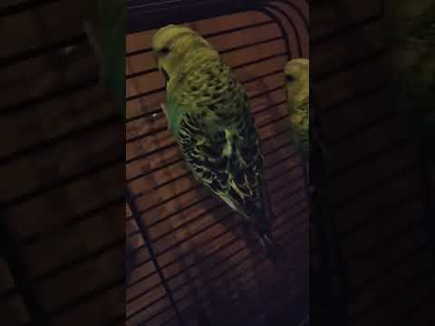 Video: Jsou papoušci stejní jako andulci?