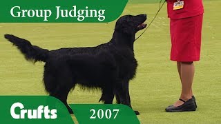 Flat Coated Retriever wins Gundog Group Judging at Crufts 2007