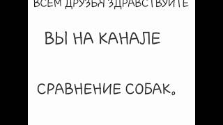 Немецкая овчарка против аляскинского маламута.