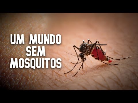 Vídeo: Onde Os Mosquitos Se Escondem?