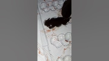 #اذكار الصباح والمساء #لا_اله_الا_الله #صلوا_على_النبي #بودكاست #اكسبلور #ترند #حلويات #عيد_الاضحى