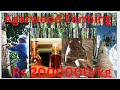 largest producer of agarwood in India Agarwood oil business India SouthAsia #assam #nursery