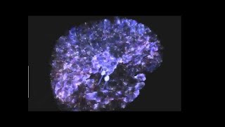 Submorphics - Revelations