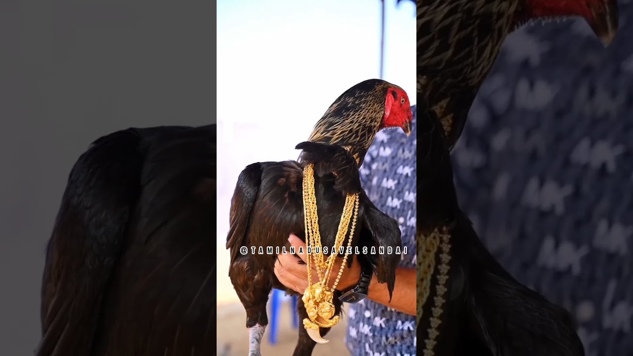 Ram farm|| Gold hens 