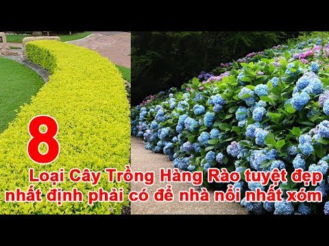 Video: Cách Trồng Hàng Rào Sống Trong Vườn