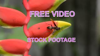 FREE VIDEO STOCK FOOTAGE. WILD BEE -Ultra HD 4K.