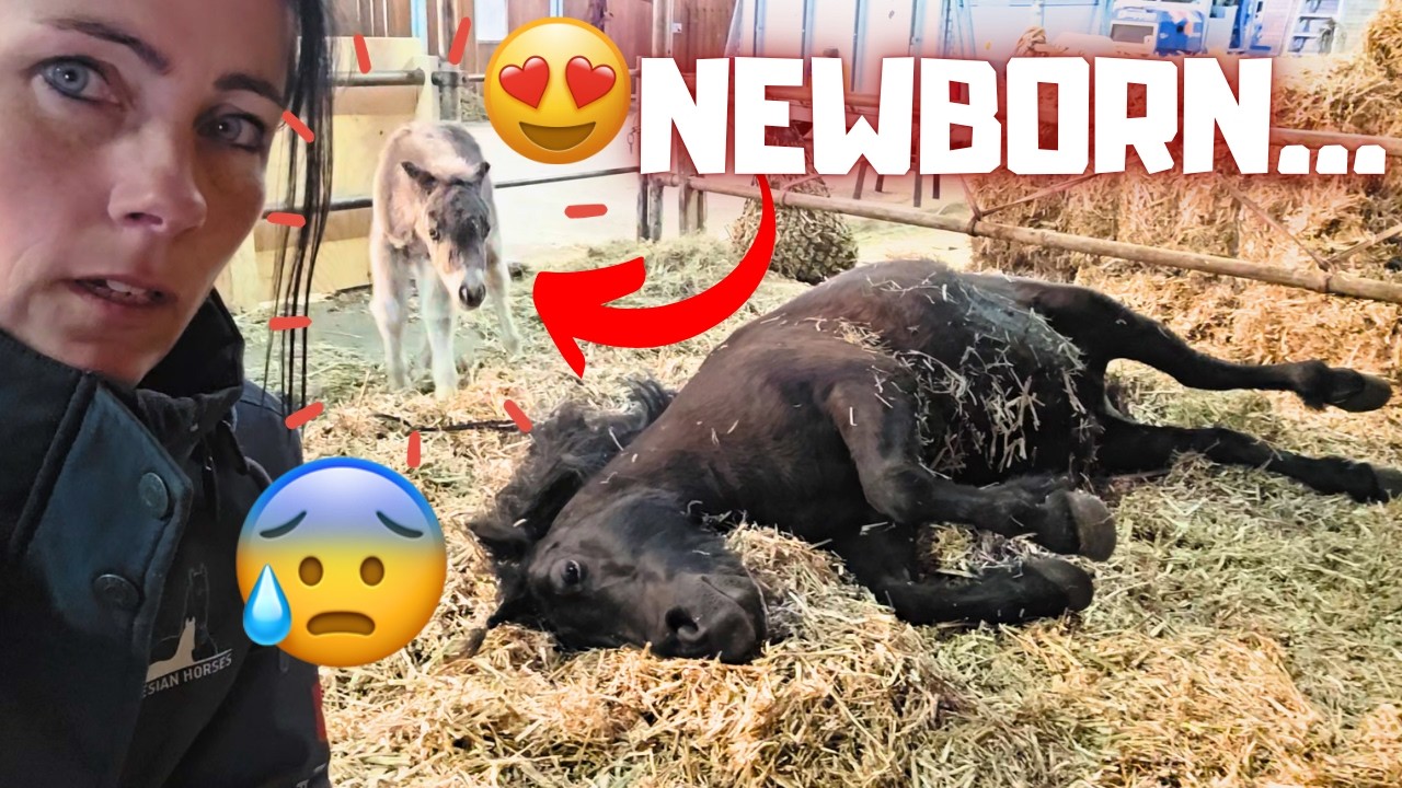 SURPRISE BIRTH! Daisy Had Her Foal Overnight... But Something Is Wrong... | Friesian Horses
