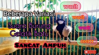 Download Lagu Pancingan Gelatik Batu speed Rapat,  Ngerol 10 variasi Suara Gelatik Batu Ampuh untuk Masteran MP3