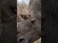 Rhino's Tiny Guardian | Oxpecker Bird Cleaning a Giant Rhino | #4khdr #africansafari #aivideo