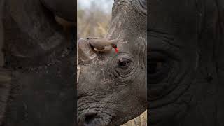Rhino's Tiny Guardian | Oxpecker Bird Cleaning a Giant Rhino | #4khdr #africansafari #aivideo