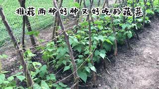 推荐新手的两种蔬菜 四季豆和莴笋 易种植好管理 不招虫 Youtube