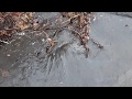 Clearing a clogged storm drain during a rainstorm