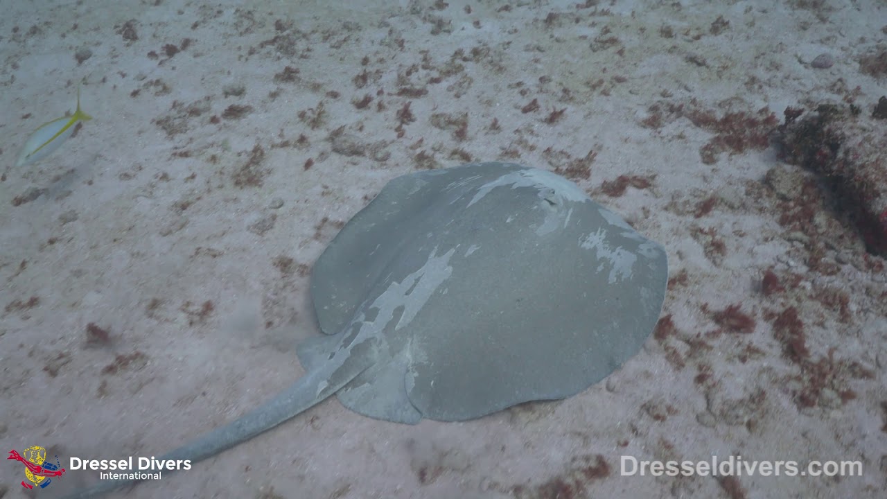 Scuba Diving In Puerto Aventuras  The Last Week Of The Year 2019
