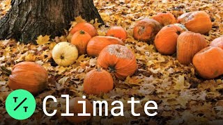 Halloween 2019: A Billion Pounds of Pumpkins to End Up as Landfill Waste