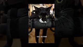 瘫痪猫被主人悉心照料后，重获新生，原来被爱真可以疯狂长出血肉 #animals #pets #奇妙的動物