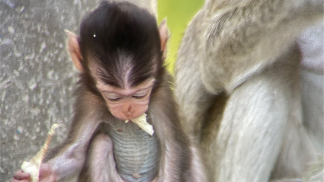 adorable baby monkeys | new born baby monkeys. - YouTube