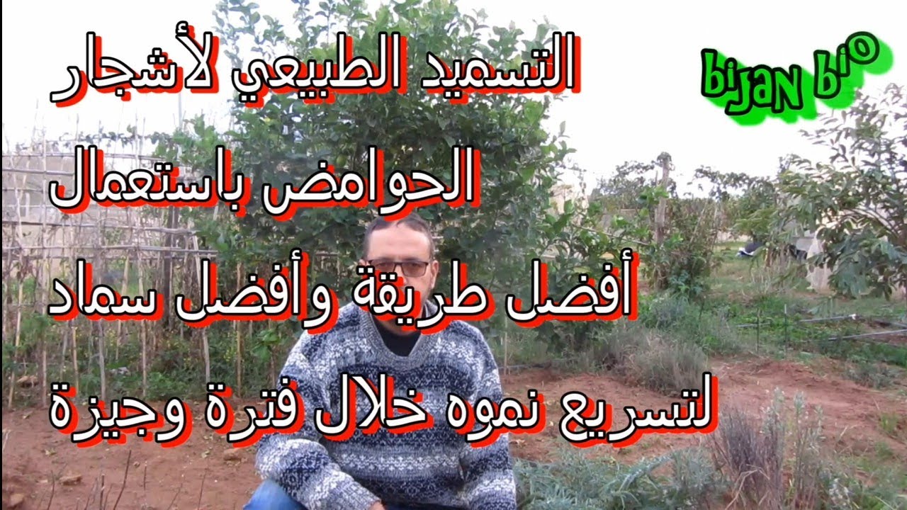 تسريع نمو أشجار الحوامض باستعمال أفضل سماد طبيعي ساهم في أخضرارها وغزارة إنتاجها.