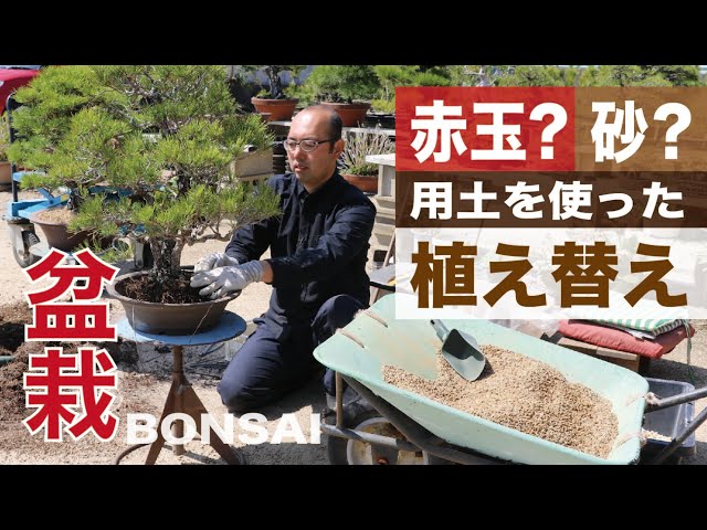 枯れ盆栽　中型 自然樹形 苔土使用 Red ball? sand? Replanting work using recommended soil [Bonsai